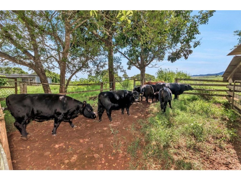 57 Denny Road, Yungaburra QLD 4884