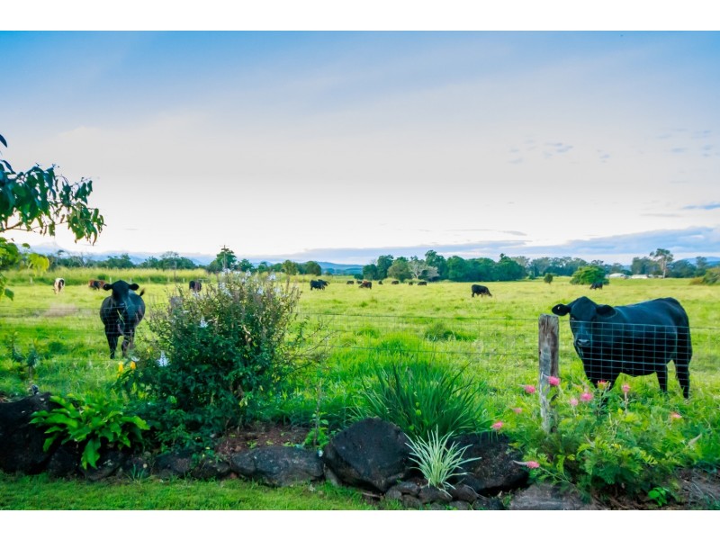 Yungaburra QLD 4884