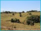 Tarzali QLD 4885