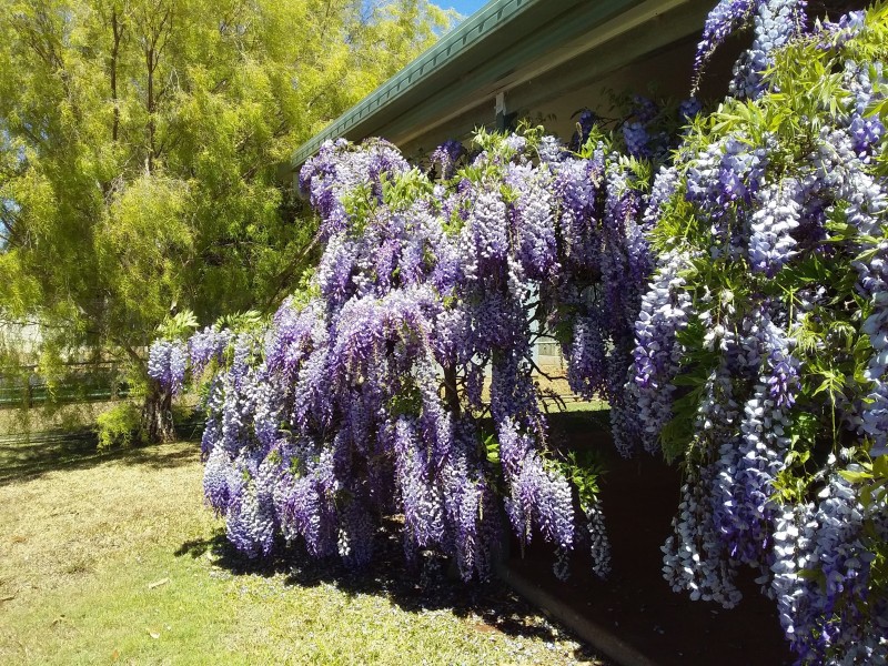 Tolga QLD 4882