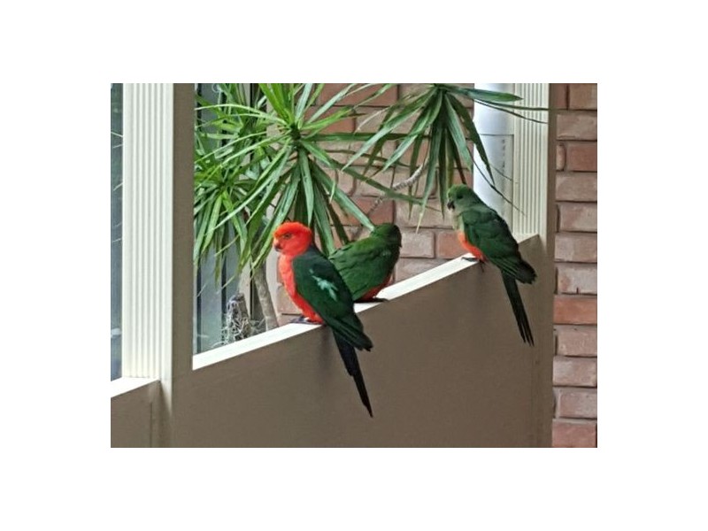 14 Casuarina Drive, Little Mountain QLD 4551