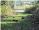 Mooloolah Valley QLD 4553