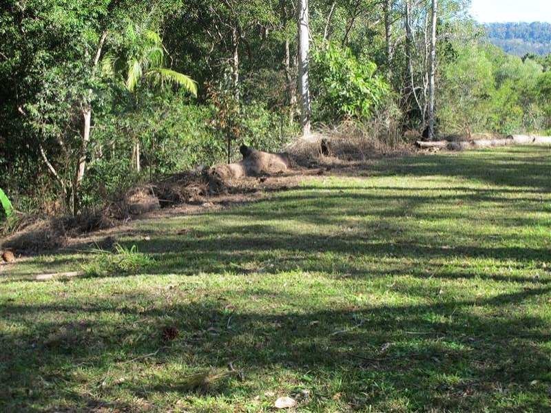 Mooloolah Valley QLD 4553