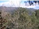 Mooloolah Valley QLD 4553