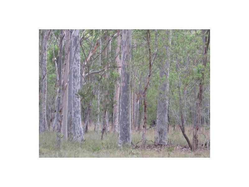 2176 Old Tenterfield Rd, Rappville NSW 2469