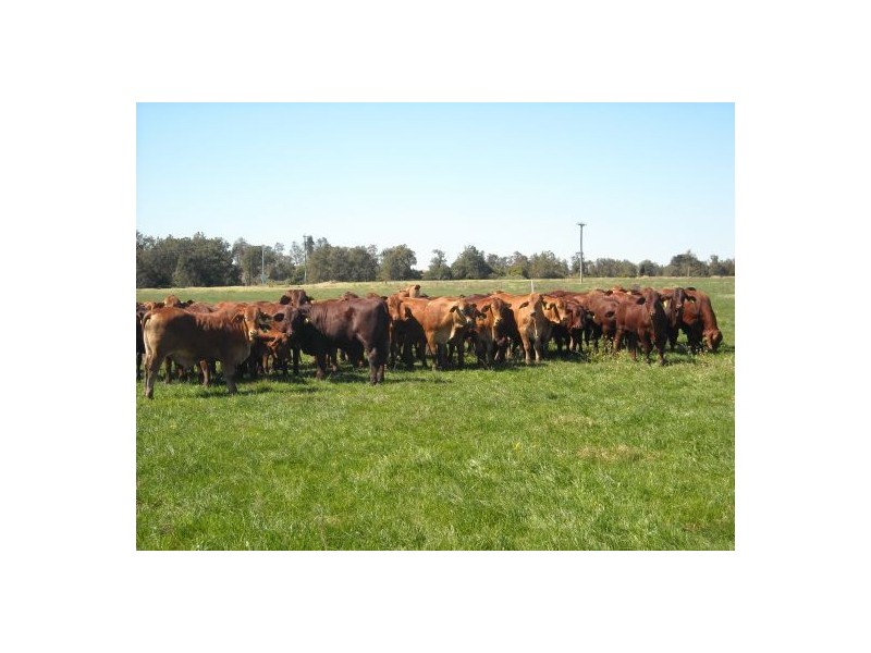 1605 Sextonville Road, Dobies Bight NSW 2470