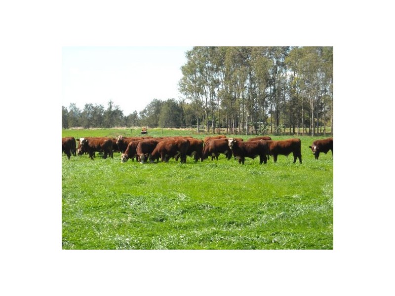 1605 Sextonville Road, Dobies Bight NSW 2470