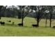 160 Busbys Flat Rd, Casino NSW 2470