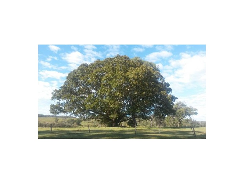 981 Old Dyraaba Road, Casino NSW 2470