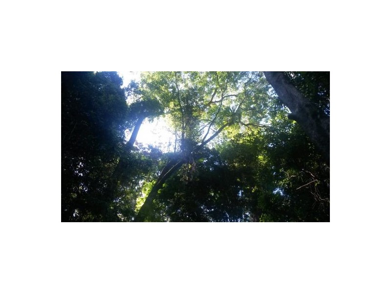 33 Bendalls Road, Kyogle NSW 2474