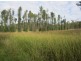 Lot 163 Paddys Flat Rd, Tabulam NSW 2469