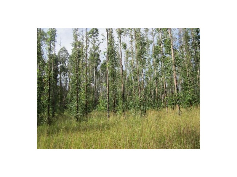 Lot 163 Paddys Flat Rd, Tabulam NSW 2469