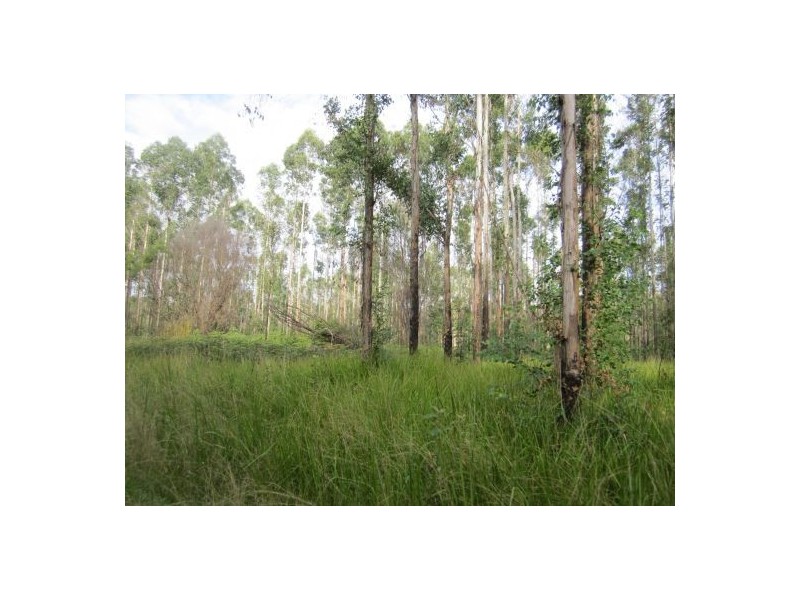 Lot 163 Paddys Flat Rd, Tabulam NSW 2469