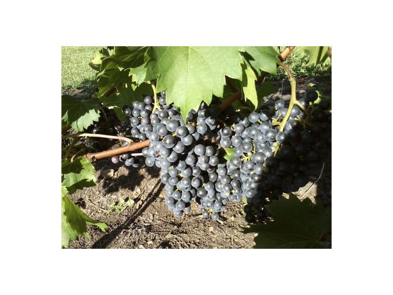 Lot 132 Williams Road, Kyogle NSW 2474