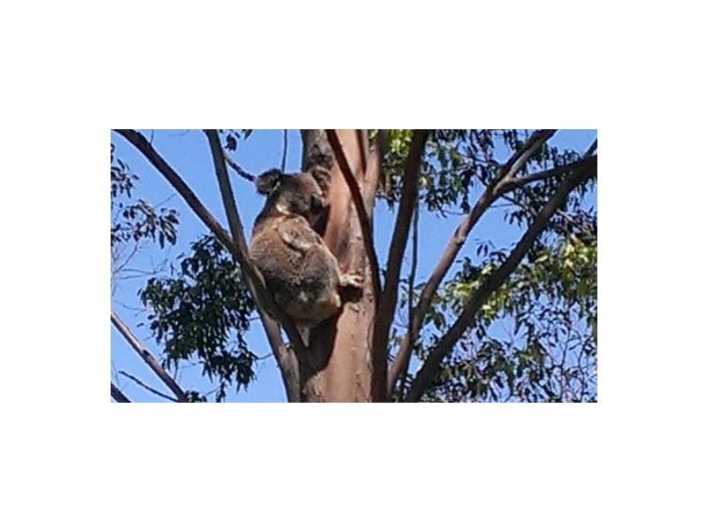 Lot 132 Williams Road, Kyogle NSW 2474