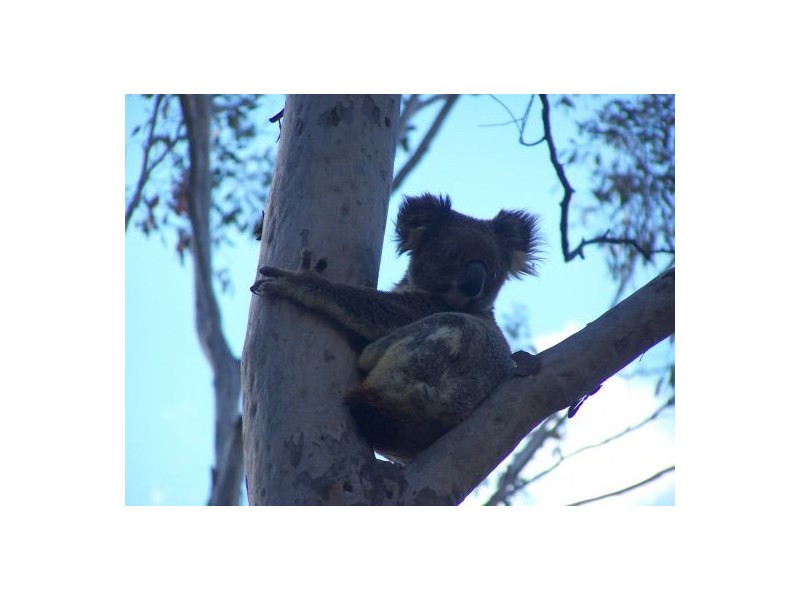 1139 Old Dyraaba Rd, Casino NSW 2470