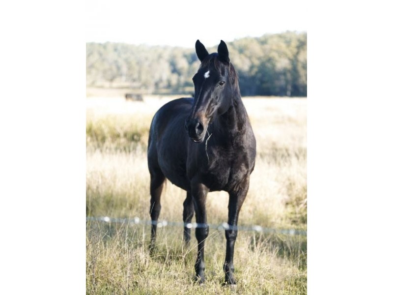 1139 Old Dyraaba Rd, Casino NSW 2470