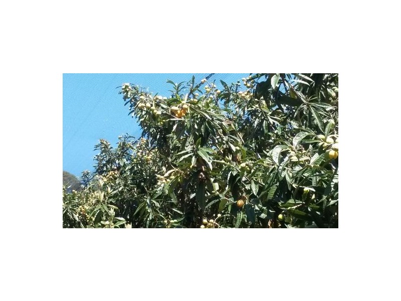 1190 Hogarth Range Road, Hogarth Range NSW 2469