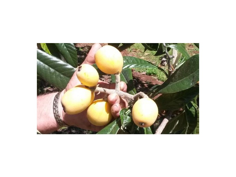 1190 Hogarth Range Road, Hogarth Range NSW 2469