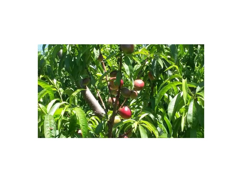 1190 Hogarth Range Road, Hogarth Range NSW 2469