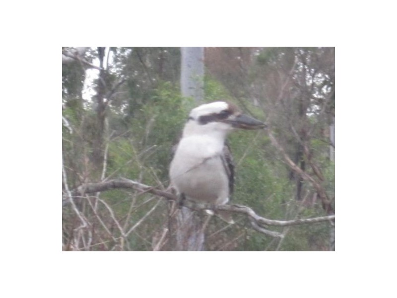 1088b Old Tenterfield Rd, Rappville NSW 2469