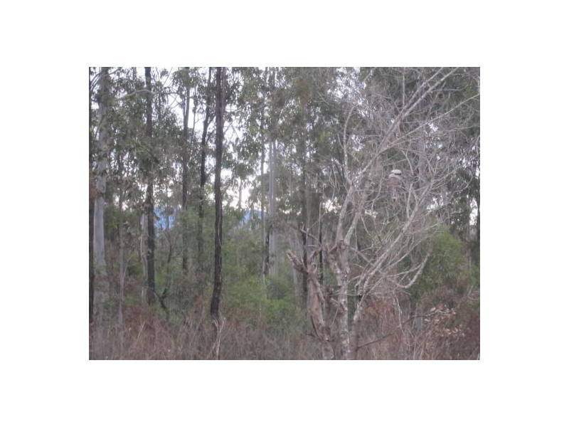 1088b Old Tenterfield Rd, Rappville NSW 2469