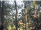 Lot 1 Bruxner Rd, Tabulam NSW 2469