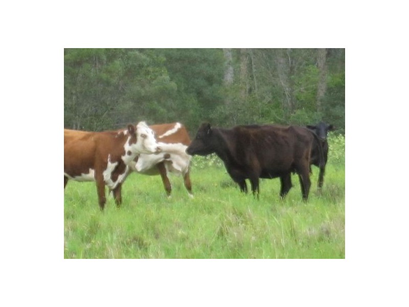 Lot 2 Summerland Way, Rappville NSW 2469