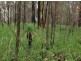 Lot 148 Sugarbag Rd, Tabulam NSW 2469