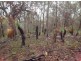 Lot 148 Sugarbag Rd, Tabulam NSW 2469