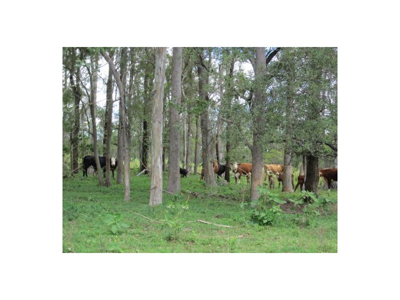 1600 Old Tenterfield Rd, Rappville NSW 2469