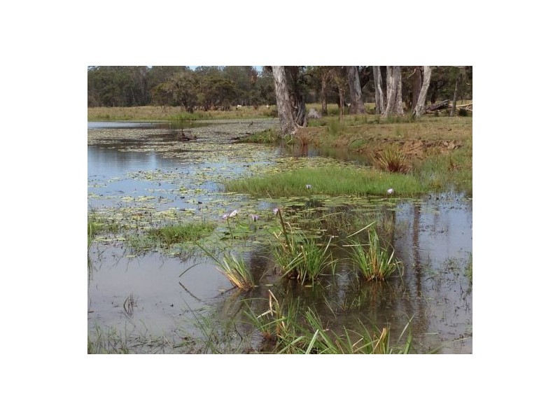 1600 Old Tenterfield Rd, Rappville NSW 2469