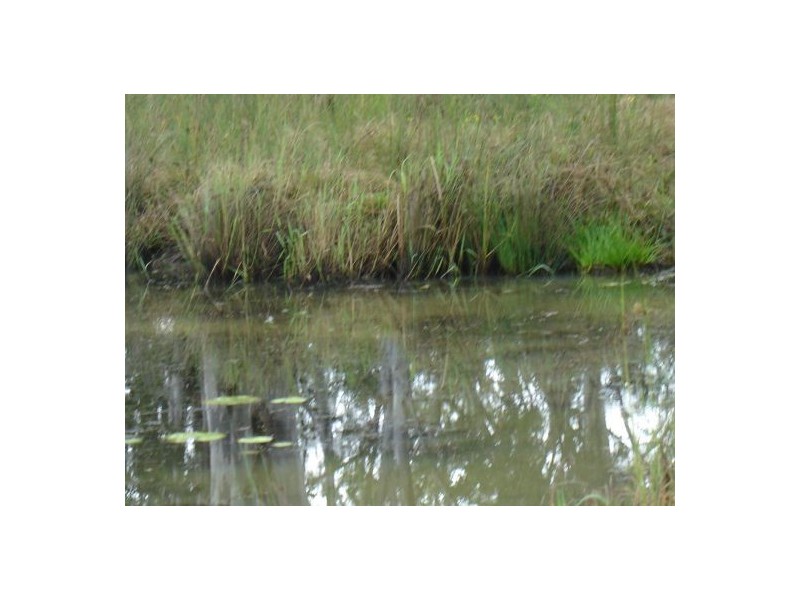 1600b Old Tenterfield Rd, Rappville NSW 2469