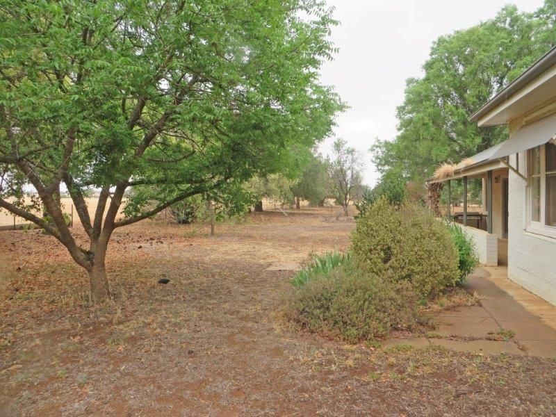 459 Temora Rd, Junee NSW 2663