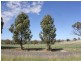 Lot 168 Tathra Drive, Junee NSW 2663