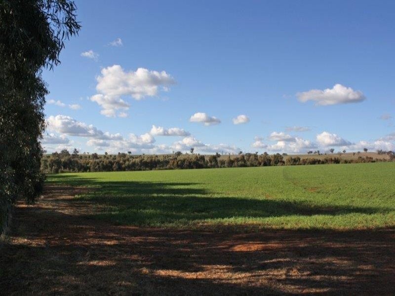 375 Roedigers Lane, Junee NSW 2663