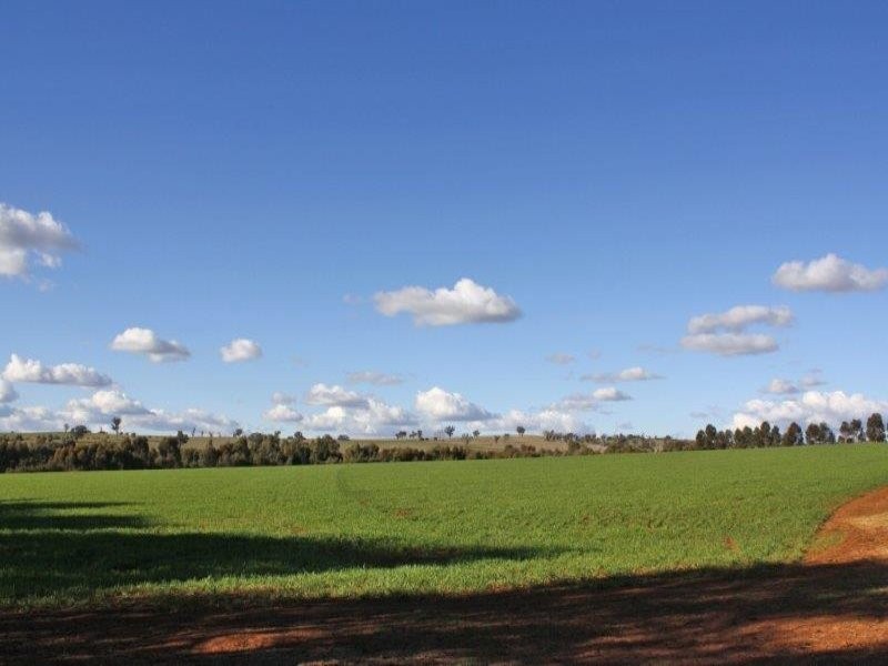 375 Roedigers Lane, Junee NSW 2663