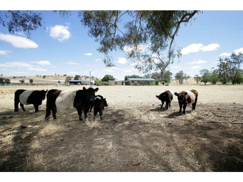3521 Oura Road, Wantabadgery NSW 2650