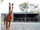 703 Atkinsons Dam Road, Atkinsons Dam QLD 4311
