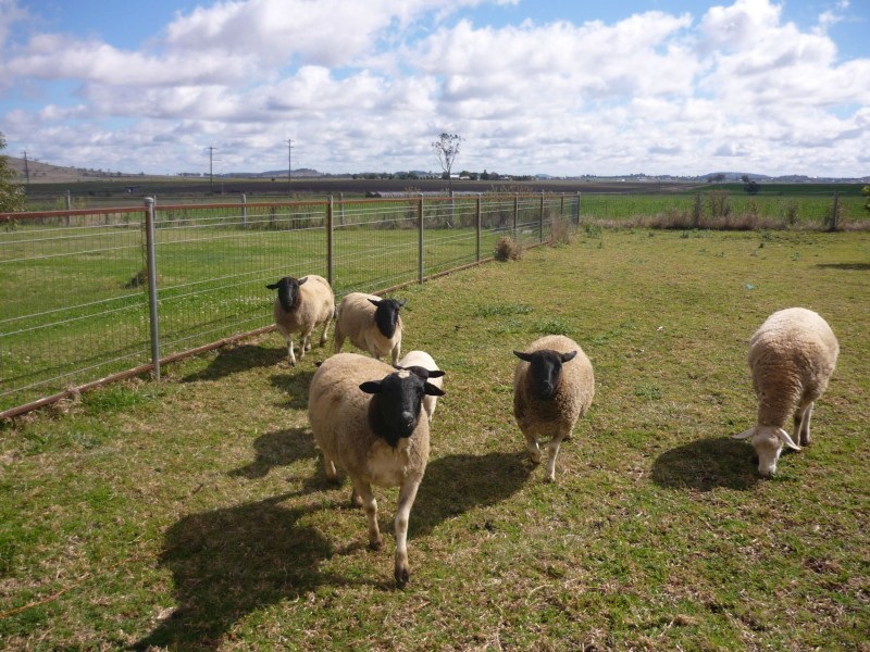 52 Hartvigsen Street, Wyreema QLD 4352