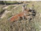 Lot 2 Grantham Scrub Road, Veradilla QLD 4347