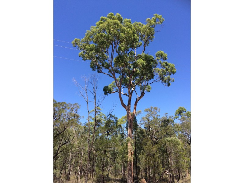 Lot 8 Wallaby Drive, Cypress Gardens QLD 4357