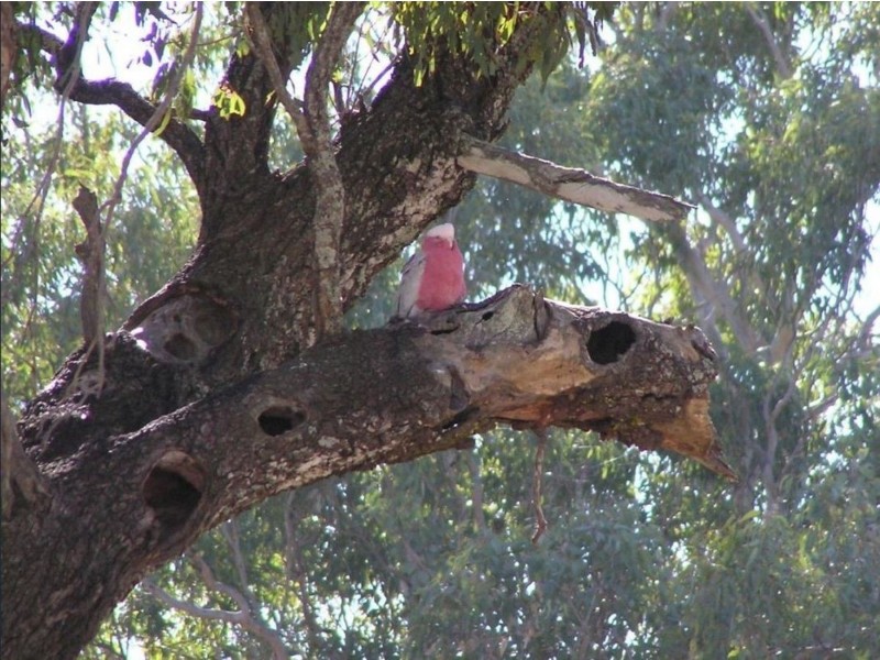 2 Lysanda Close, Wilsonton QLD 4350