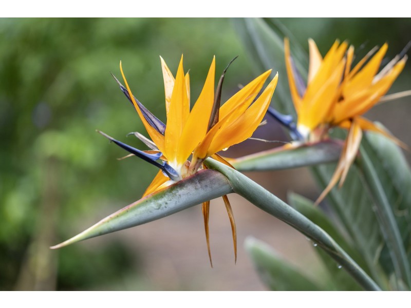 115 Main Street, Westbrook QLD 4350