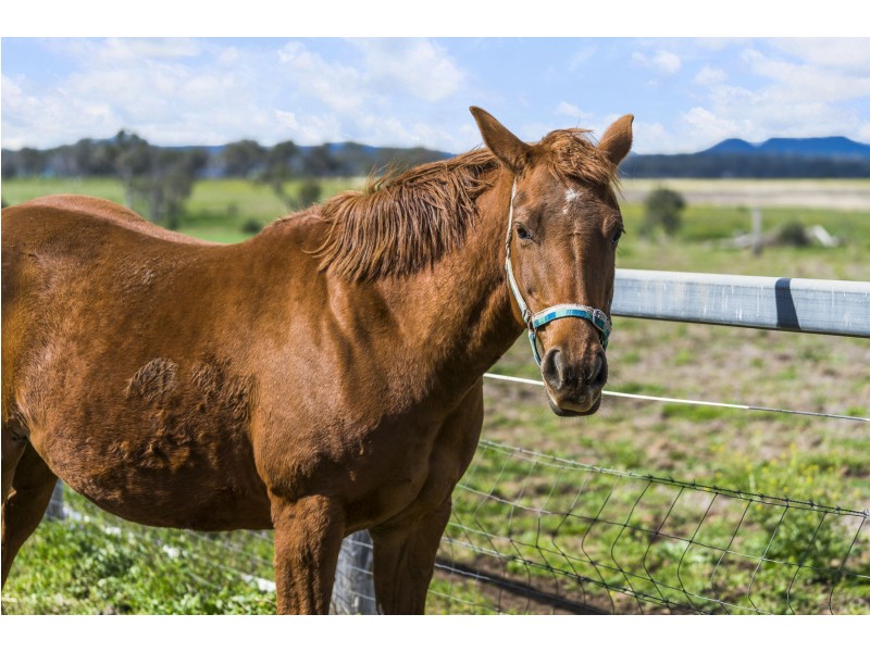 651 Oakey Crosshill Road, Biddeston QLD 4401