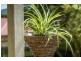 39 Dalzell Crescent, Darling Heights QLD 4350