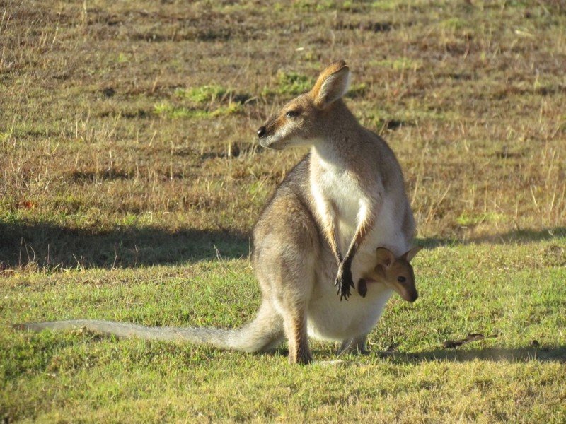 Jessie Lane, Murphys Creek QLD 4352
