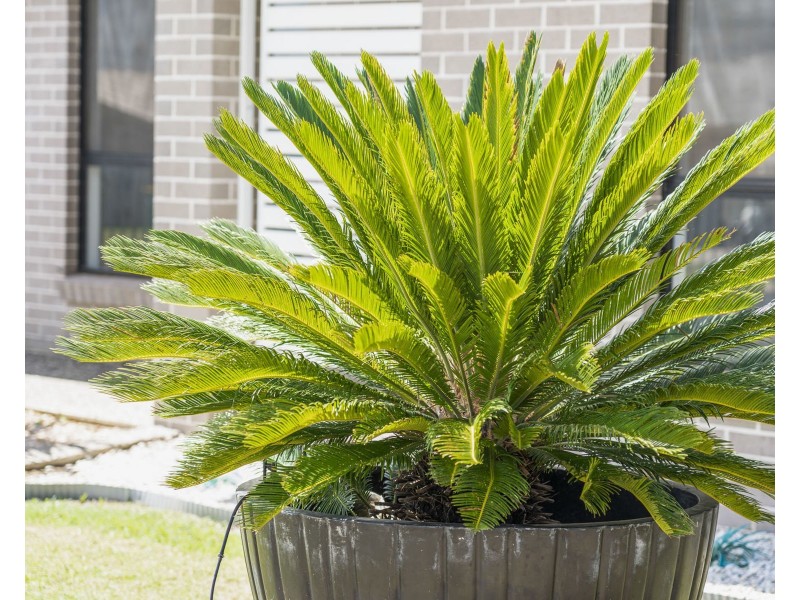 34 Magpie Drive, Cambooya QLD 4358