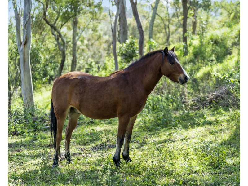 35 Mount Rascal Road, Mount Rascal QLD 4350