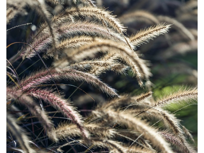 11 Phalaris Court, Meringandan West QLD 4352